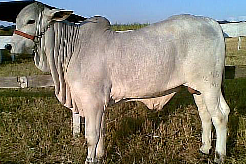 Touro Nelore PO JFMT 03